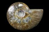 Lot: kg Iridescent, Red Flash Ammonites (-) - Pieces #82470-1